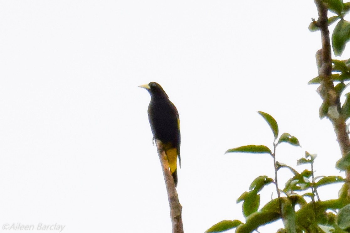 Yellow-rumped Cacique - ML130583331