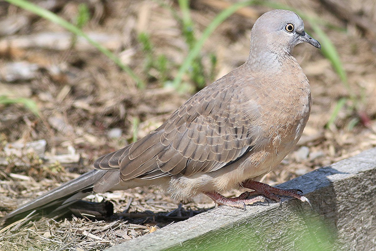 Spotted Dove - Kg Waldon