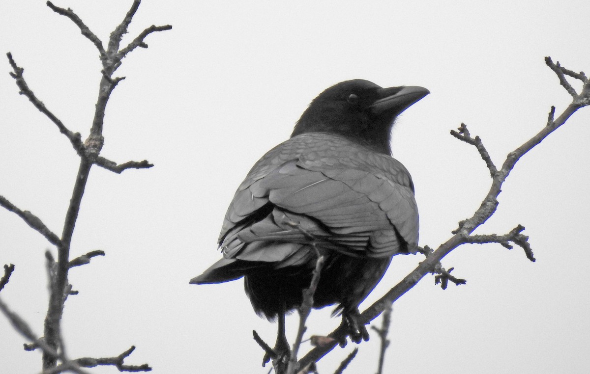 American Crow - Theresa Dobko (td birder)