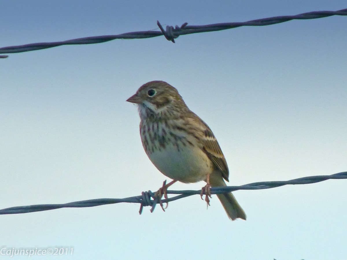 Vesper Sparrow - Anonymous