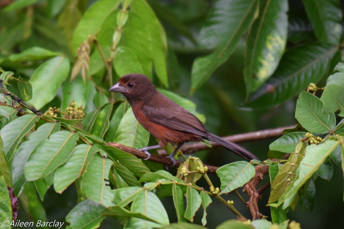Silver-beaked Tanager - ML130588101