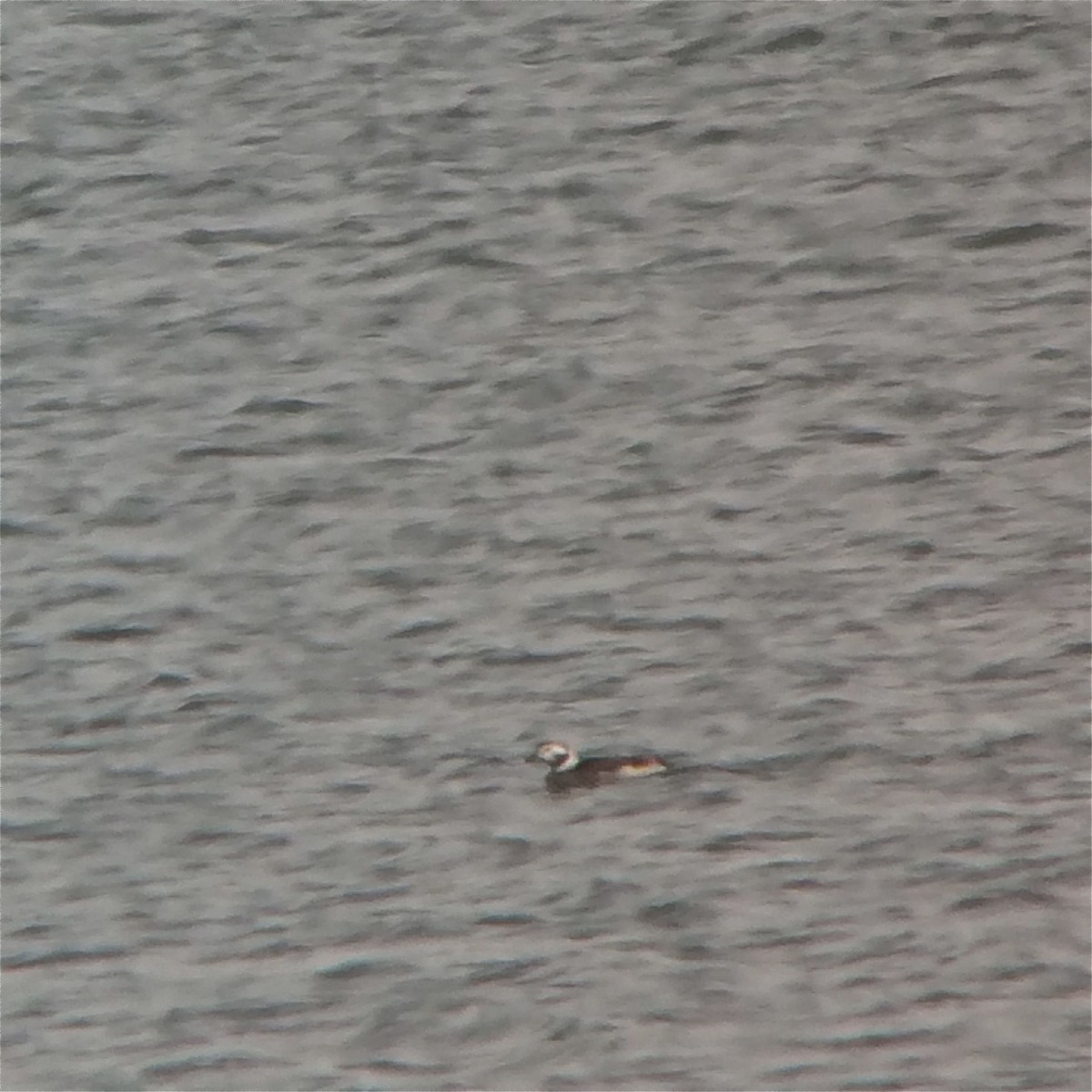 Long-tailed Duck - ML130590351