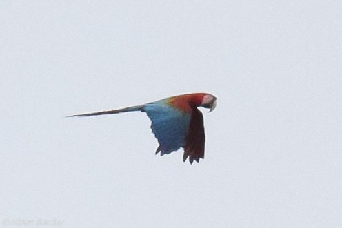 Red-and-green Macaw - ML130590841