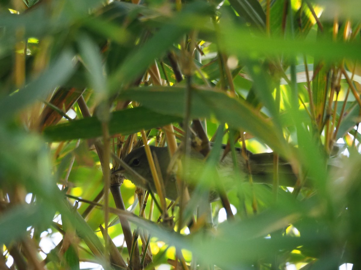 Malagasy Brush-Warbler (Malagasy) - Kelly Siderio