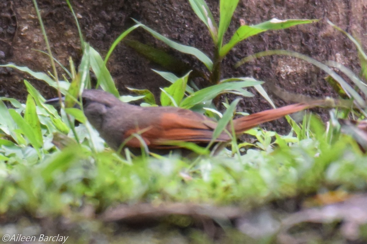 Cinereous-breasted Spinetail - Aileen Barclay