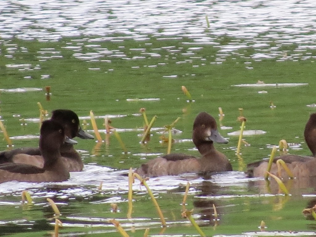 Tufted Duck - ML130596191