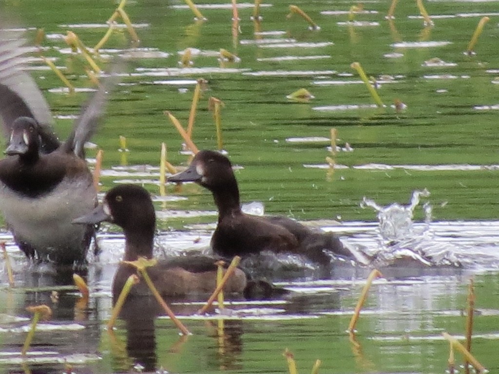 Tufted Duck - ML130596201