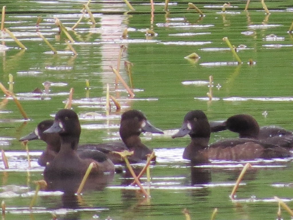 Tufted Duck - ML130596211