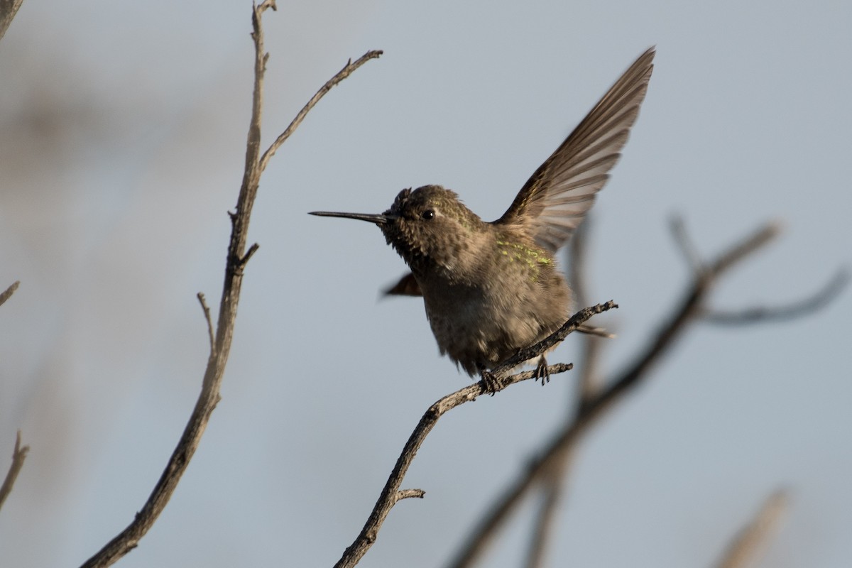 Anna's Hummingbird - ML130597481