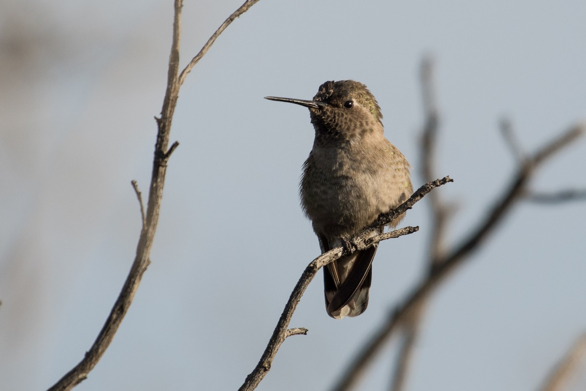 Anna's Hummingbird - ML130597491
