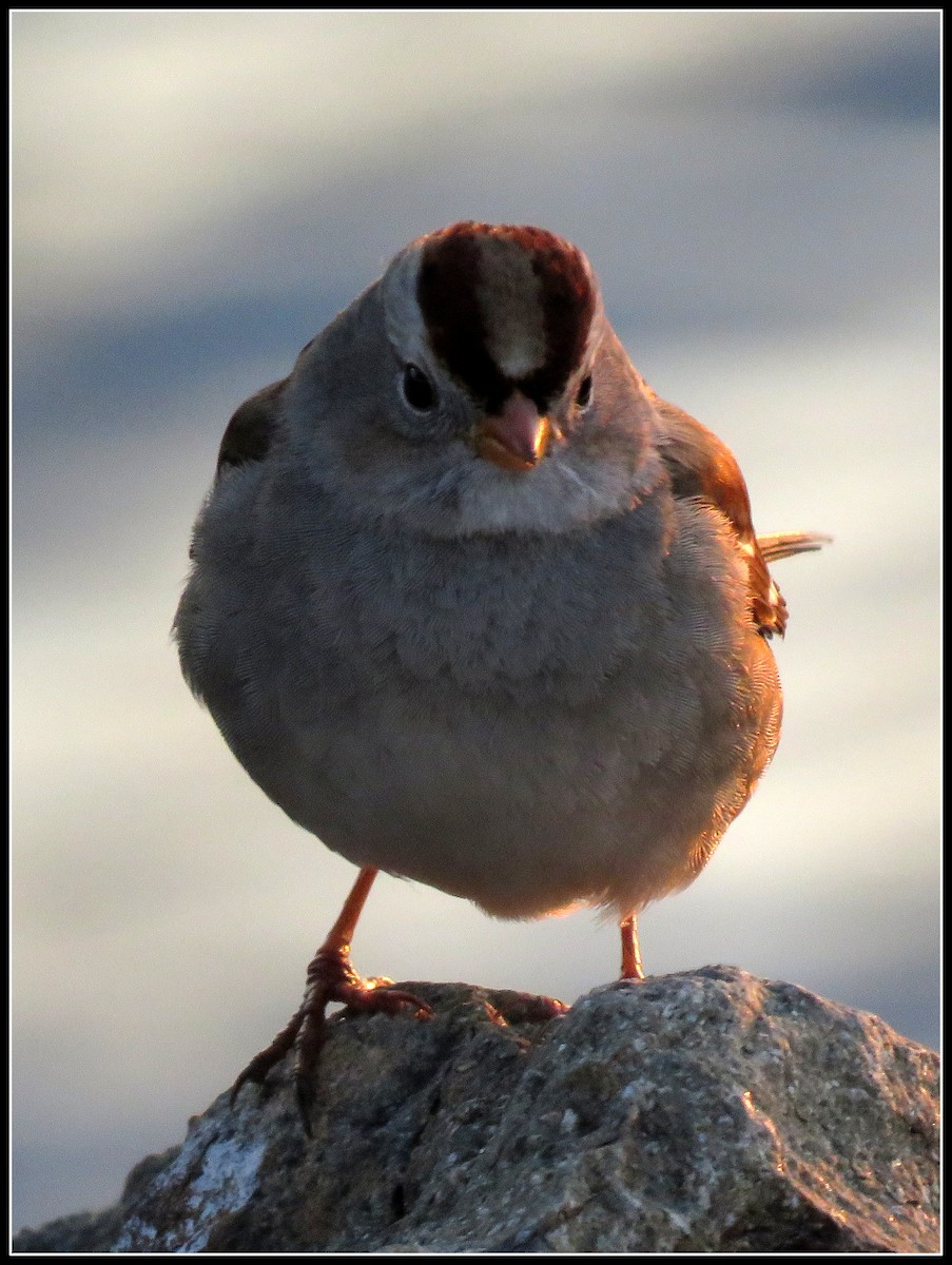 White-crowned Sparrow - ML130598141