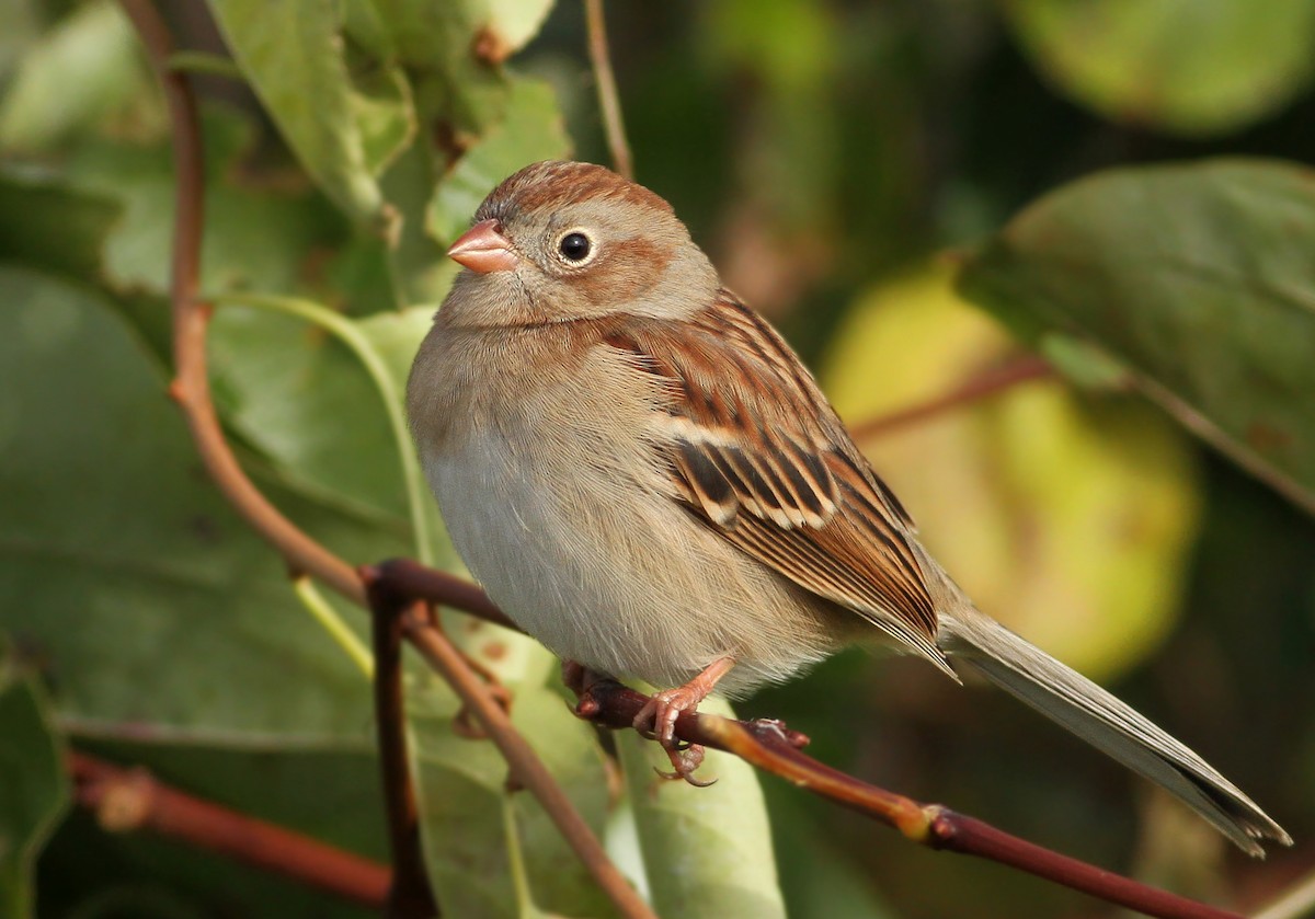 Field Sparrow - ML130598731