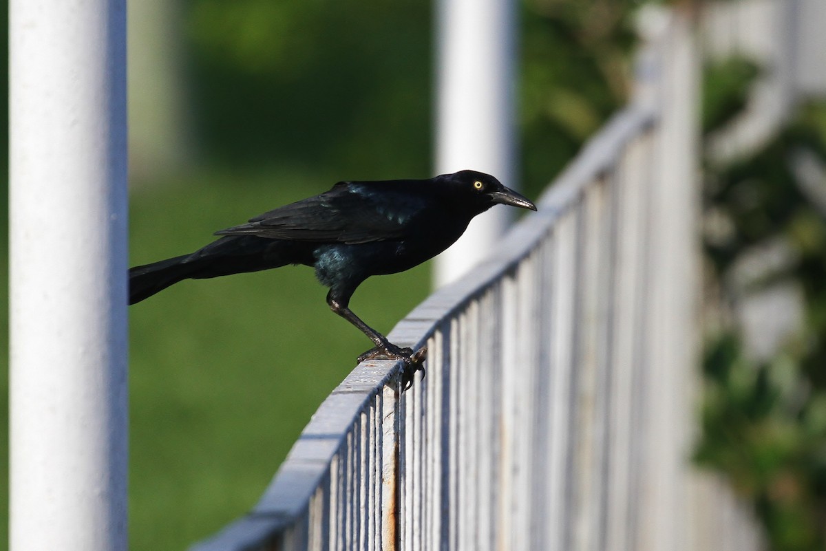 Great-tailed Grackle - ML130598811
