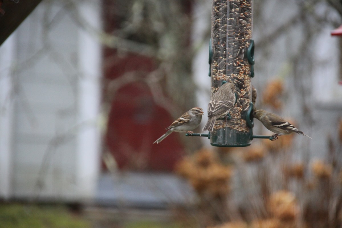 Chipping Sparrow - ML130599961