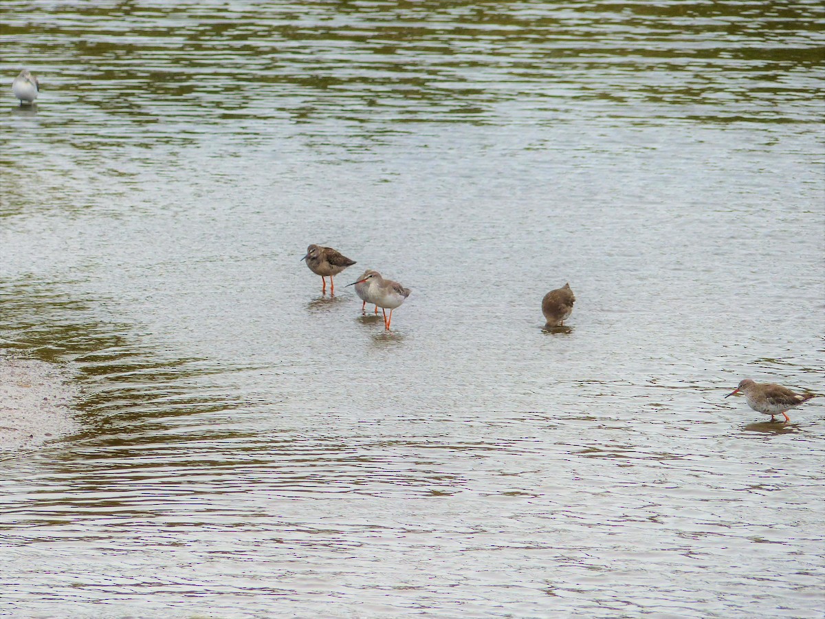 Spotted Redshank - ML130601001