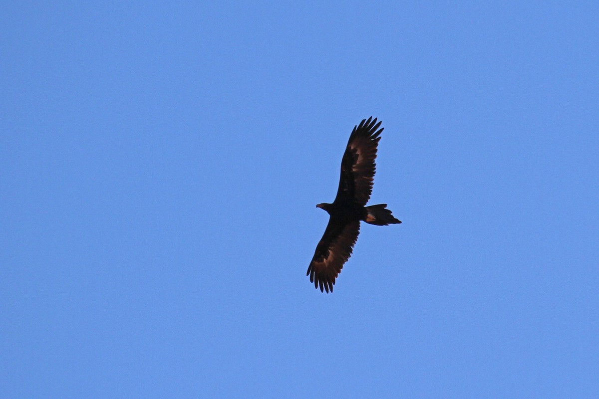 Wedge-tailed Eagle - ML130607271
