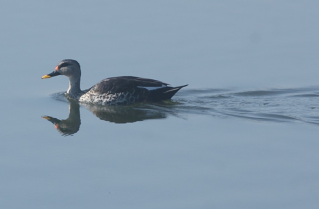 Indian Spot-billed Duck - ML130609701