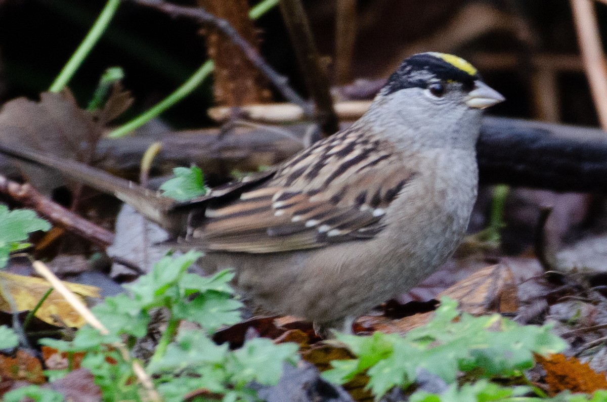 Golden-crowned Sparrow - ML130610051