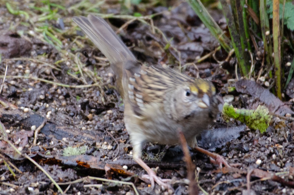 Golden-crowned Sparrow - ML130610081