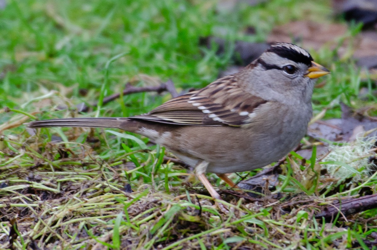 White-crowned Sparrow - ML130610101