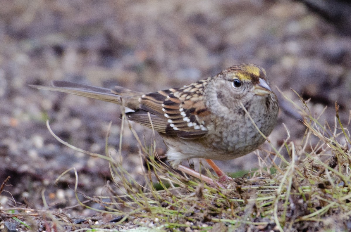 Golden-crowned Sparrow - ML130610151