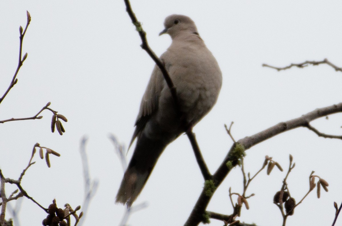 Eurasian Collared-Dove - ML130610441