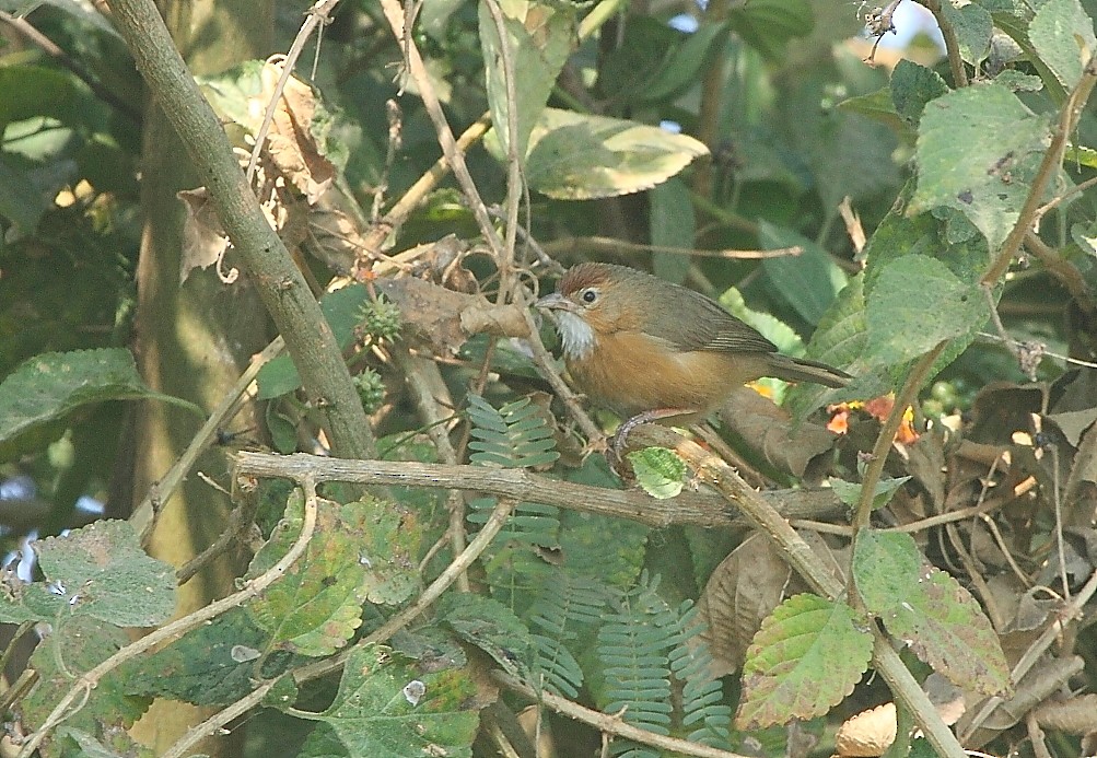 Tawny-bellied Babbler - Gopi Sundar