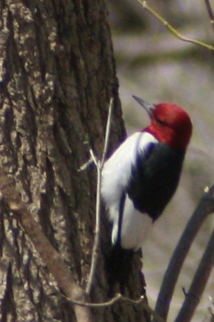 Red-headed Woodpecker - Evan Carlson
