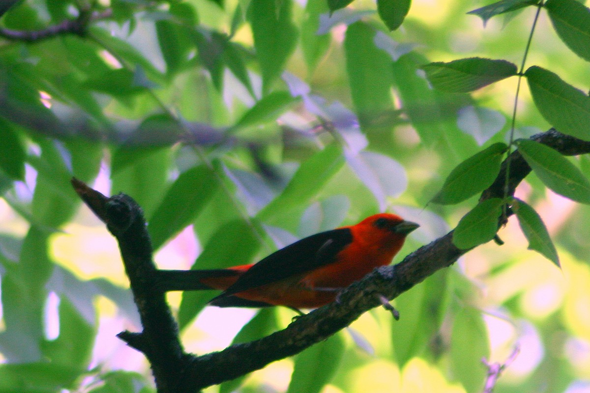 Scarlet Tanager - ML130615331