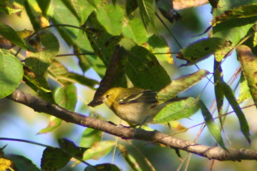 Bay-breasted Warbler - ML130615631