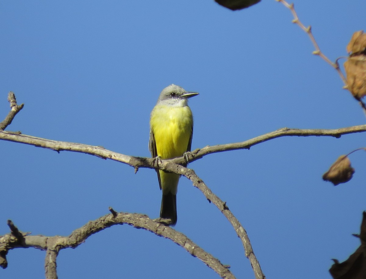 Tropical Kingbird - Naresh Satyan