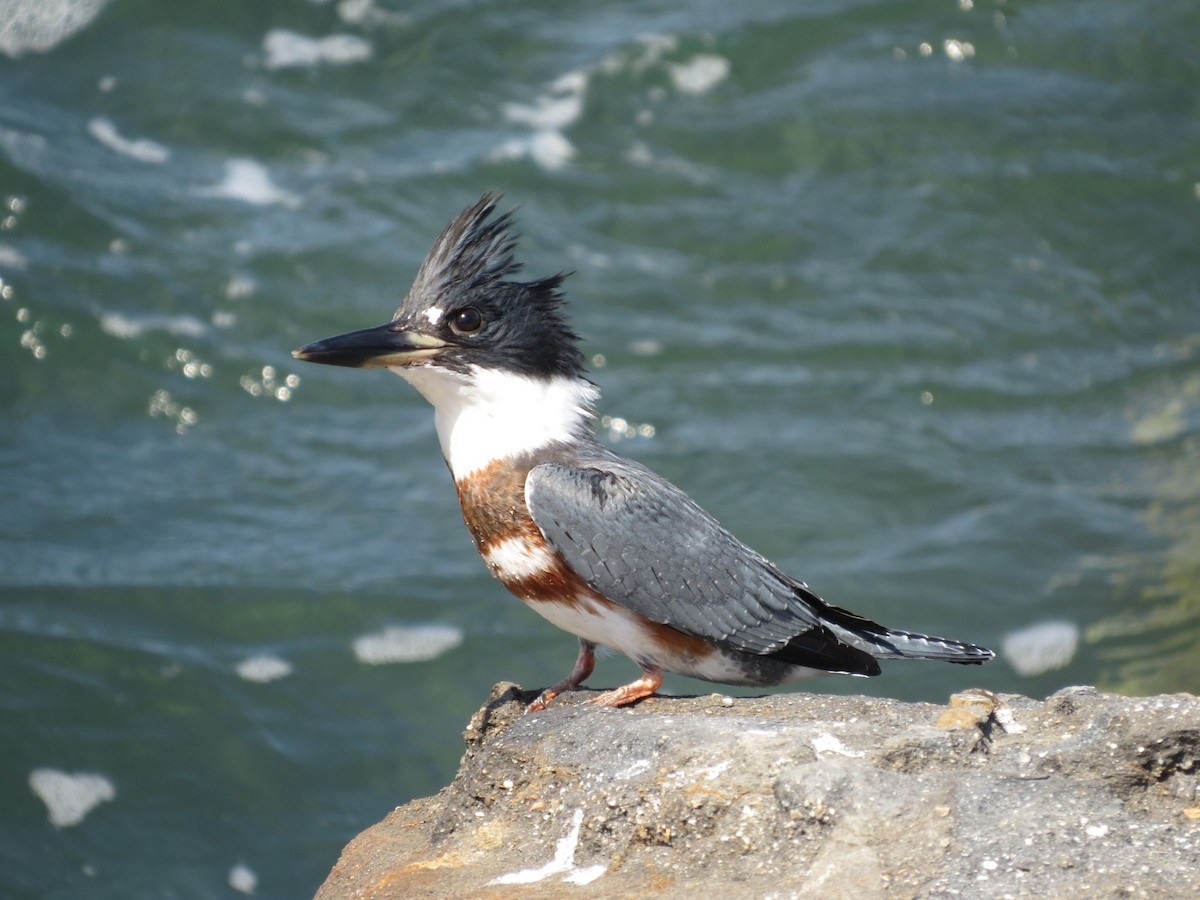 Belted Kingfisher - ML130619821