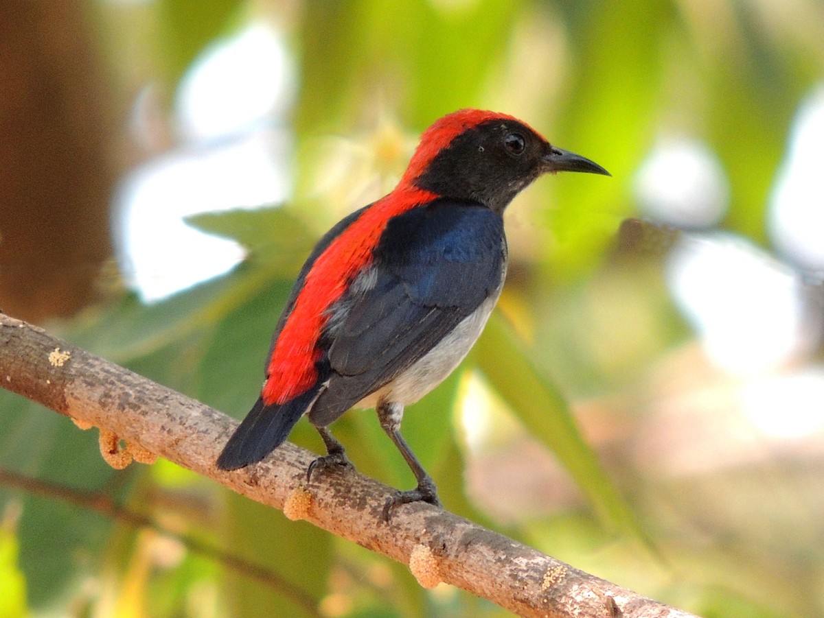 Scarlet-backed Flowerpecker - John Sandve
