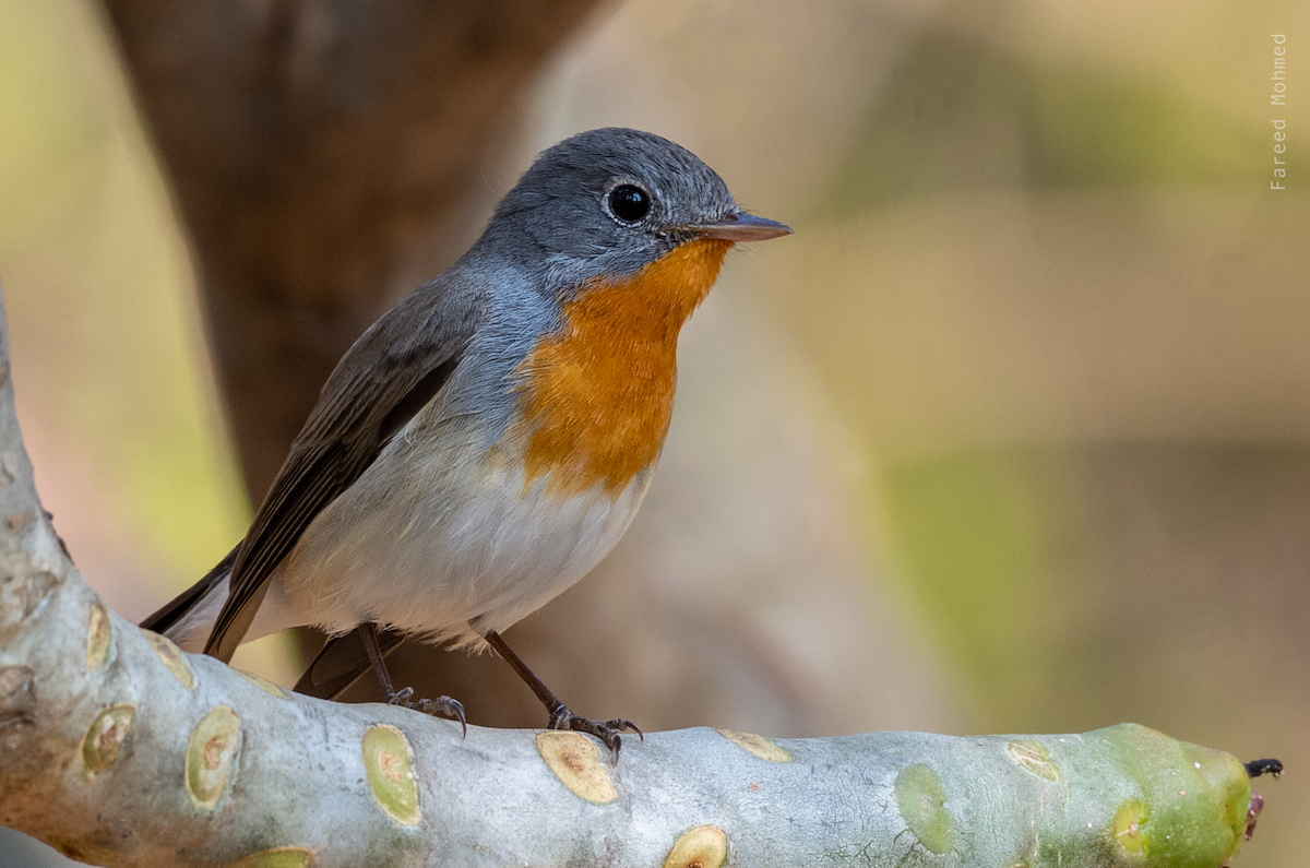 Red-breasted Flycatcher - ML130626711