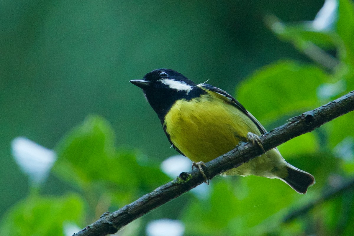 Yellow-bellied Tit - Qin Huang