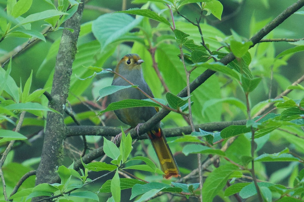Gray-faced Liocichla - Qin Huang