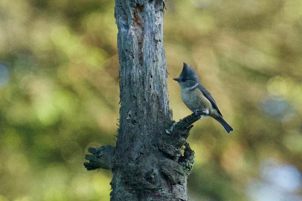Gray-crested Tit - ML130627561
