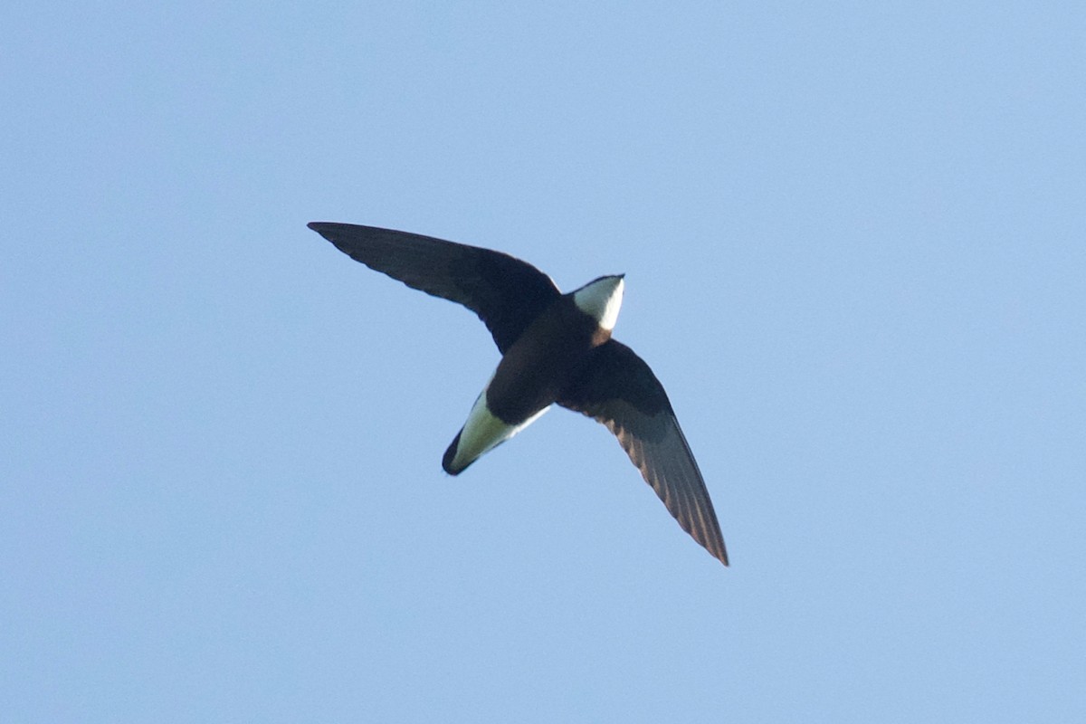 White-throated Needletail - Qin Huang