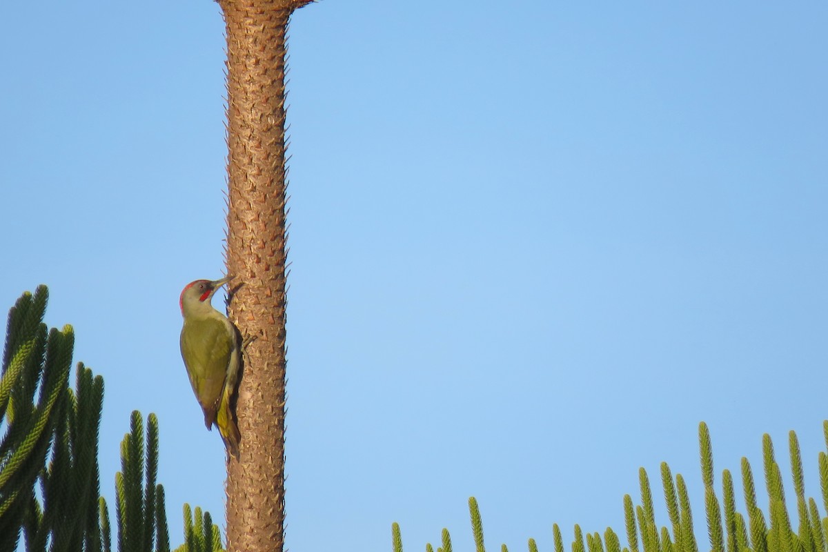 Iberian Green Woodpecker - Tiago Guerreiro