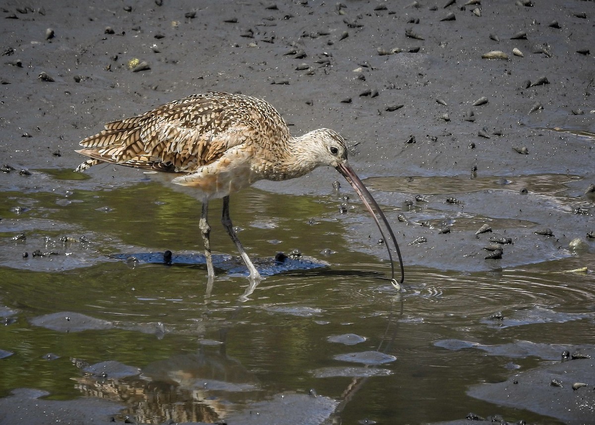 Long-billed Curlew - ML130632341
