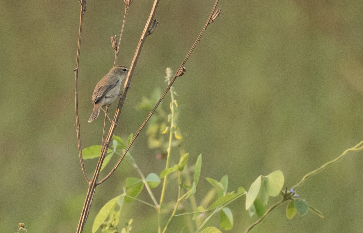 Booted Warbler - ML130633071