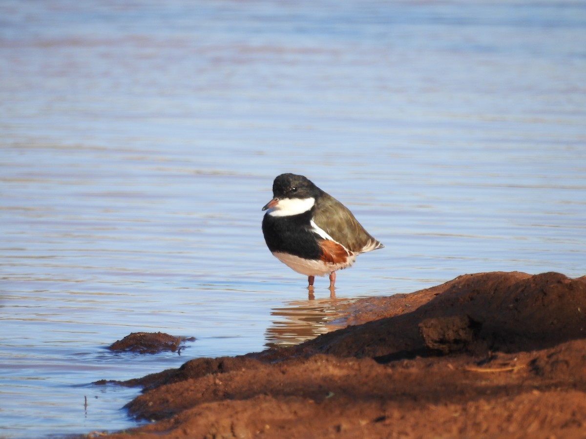 Red-kneed Dotterel - William Cormack