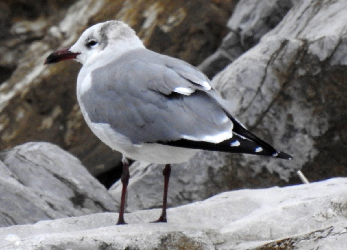 Laughing Gull - Eric Haskell
