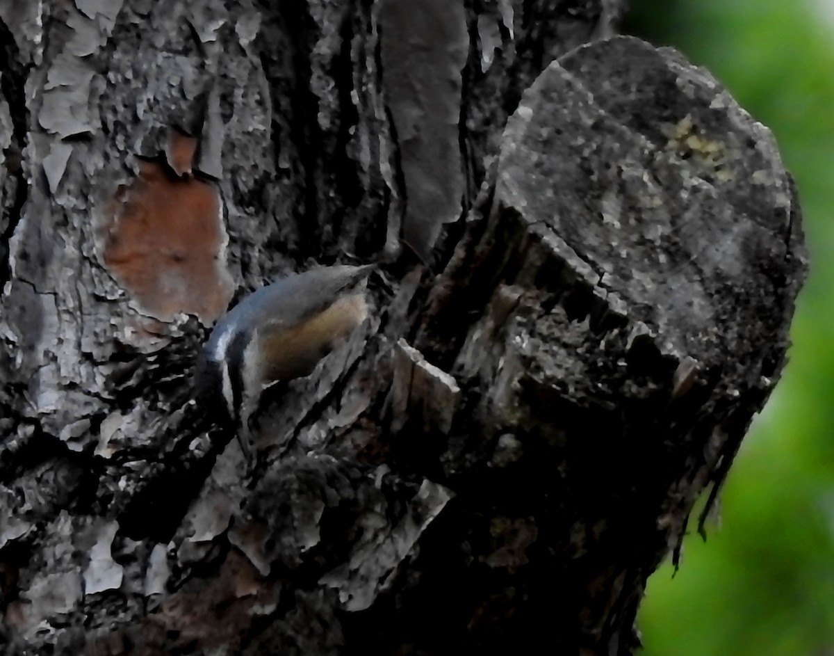 Red-breasted Nuthatch - Eric Haskell