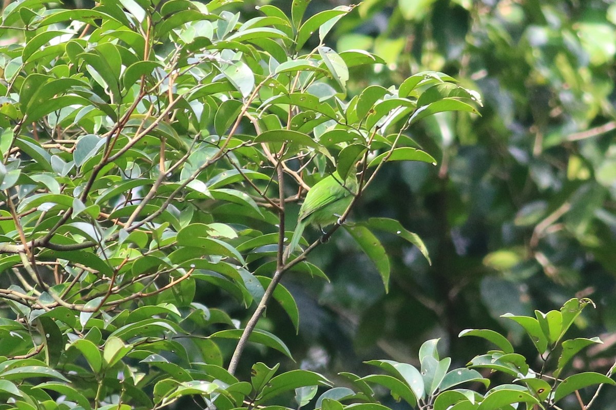 Lesser Green Leafbird - ML130638501