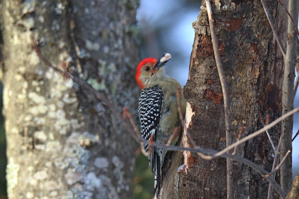 Red-bellied Woodpecker - Francois et Jacqueline Lacasse