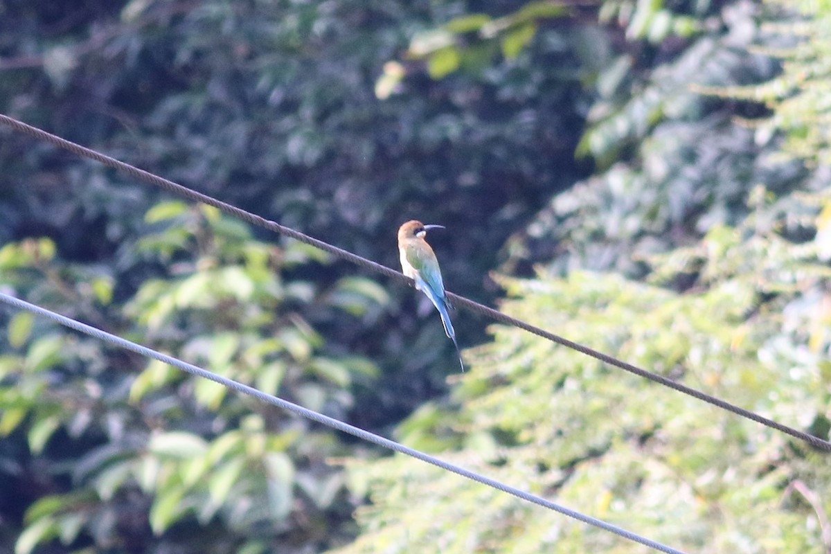 Blue-tailed Bee-eater - ML130639061