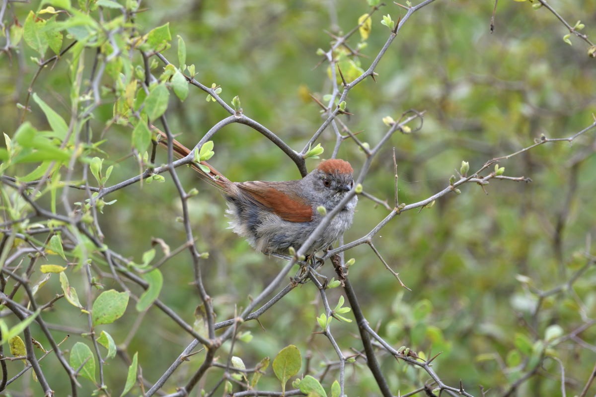 Sooty-fronted Spinetail - Victor Hugo Michelini