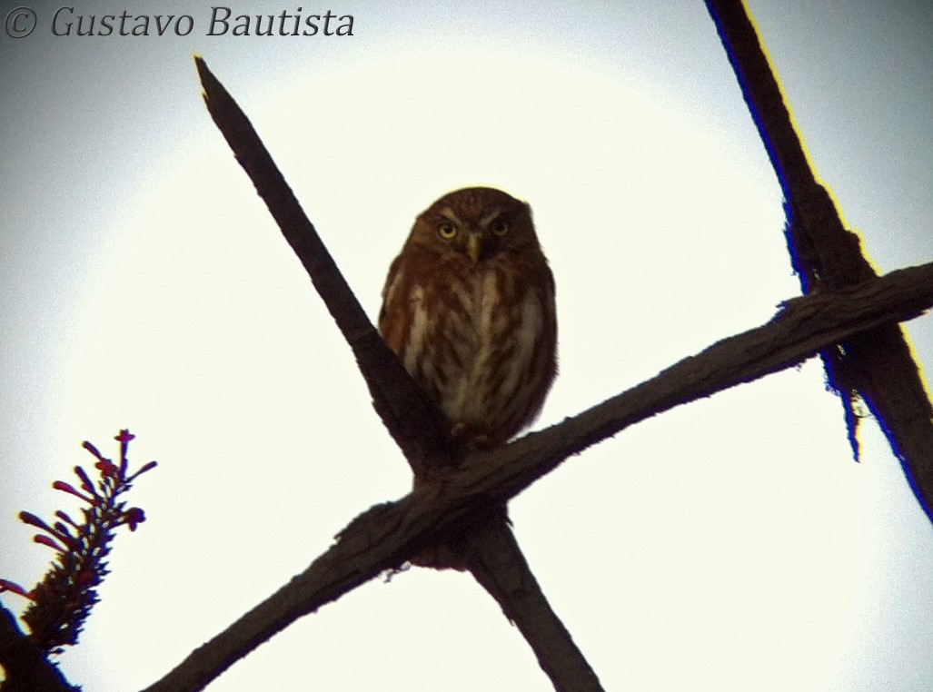 Peruvian Pygmy-Owl - Gustavo Bautista @GUSBIRDING