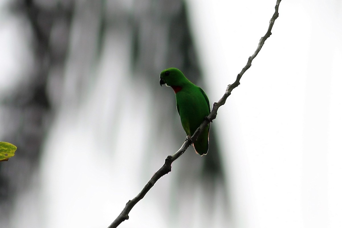 Blue-crowned Hanging-Parrot - ML130642011